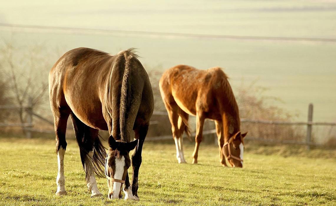 Grafika Stadniny koni